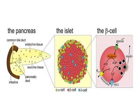 beta-cell|Beta Cells .